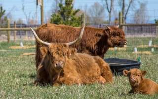 scottish highland cattle with calf