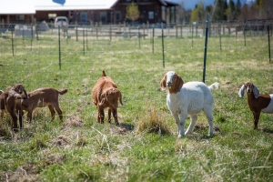 goats look at camera