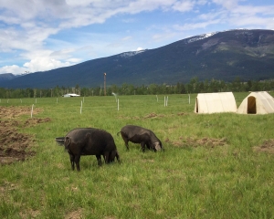 large black pigs on pasture at ABC Acres, Hamilton, Montana