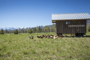 Bitterroot Valley Montana Farm Stay