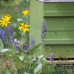 bees in beehive with lupine flowers