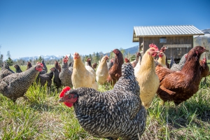 free range chickens and mobile coop