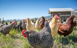 free range chickens and mobile coop
