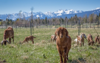 goats on pasture in montana