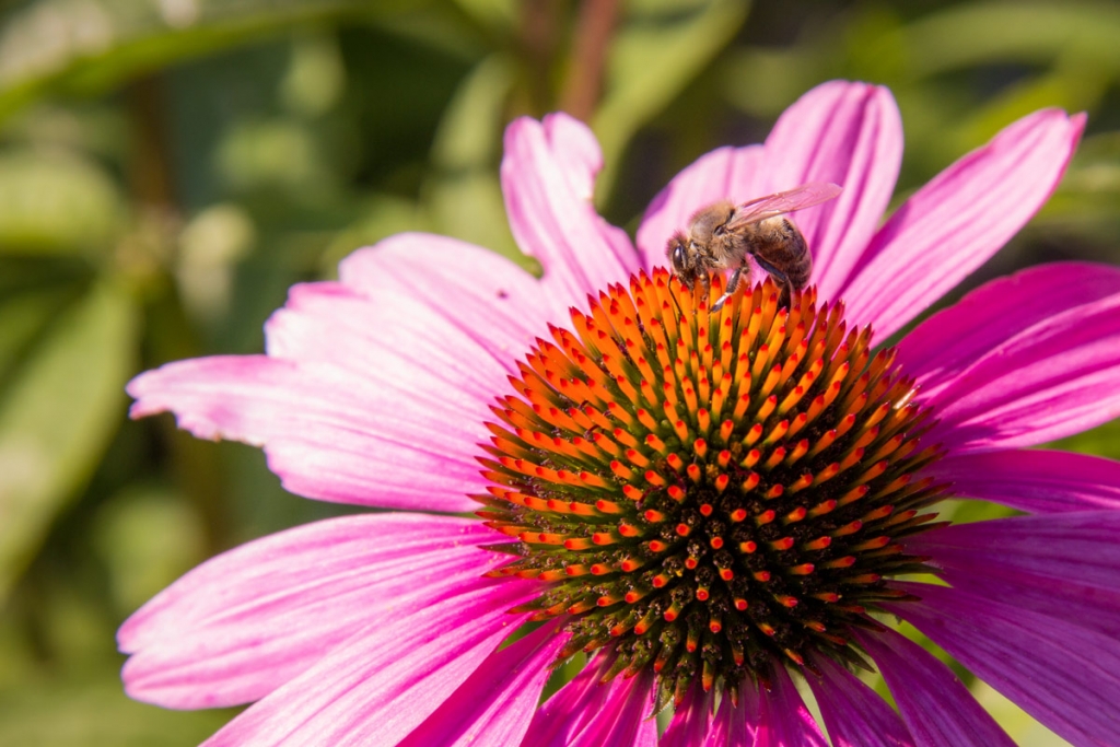 bee on a coneflower