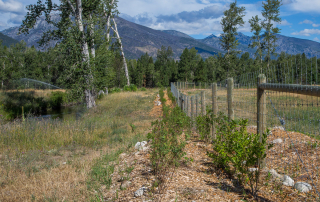 living fence hedge