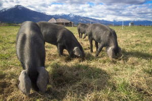 pigs on a natural diet of pasture in montana