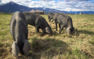 pigs on a natural diet of pasture in montana