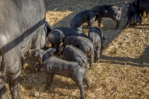 Montana Farm Tourism Farm to Table Pork