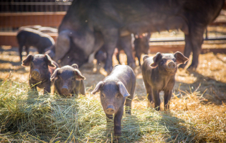 Montana Farm Tourism