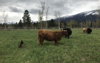Bitterroot Valley Montana Farm Hamilton MT