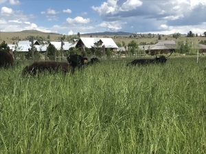 Bitterroot Valley Montana Farm Hamilton MT