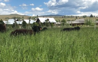 Bitterroot Valley Montana Farm Stay