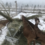 Hamilton Montana Lodging Farm Stay